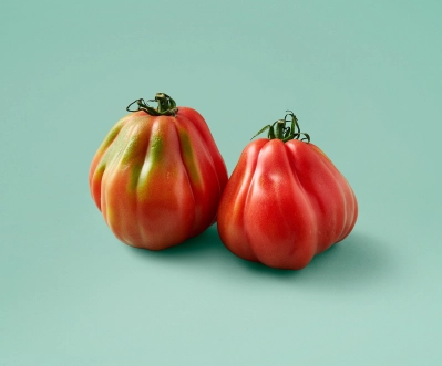 Coeur de boeuf tomaten